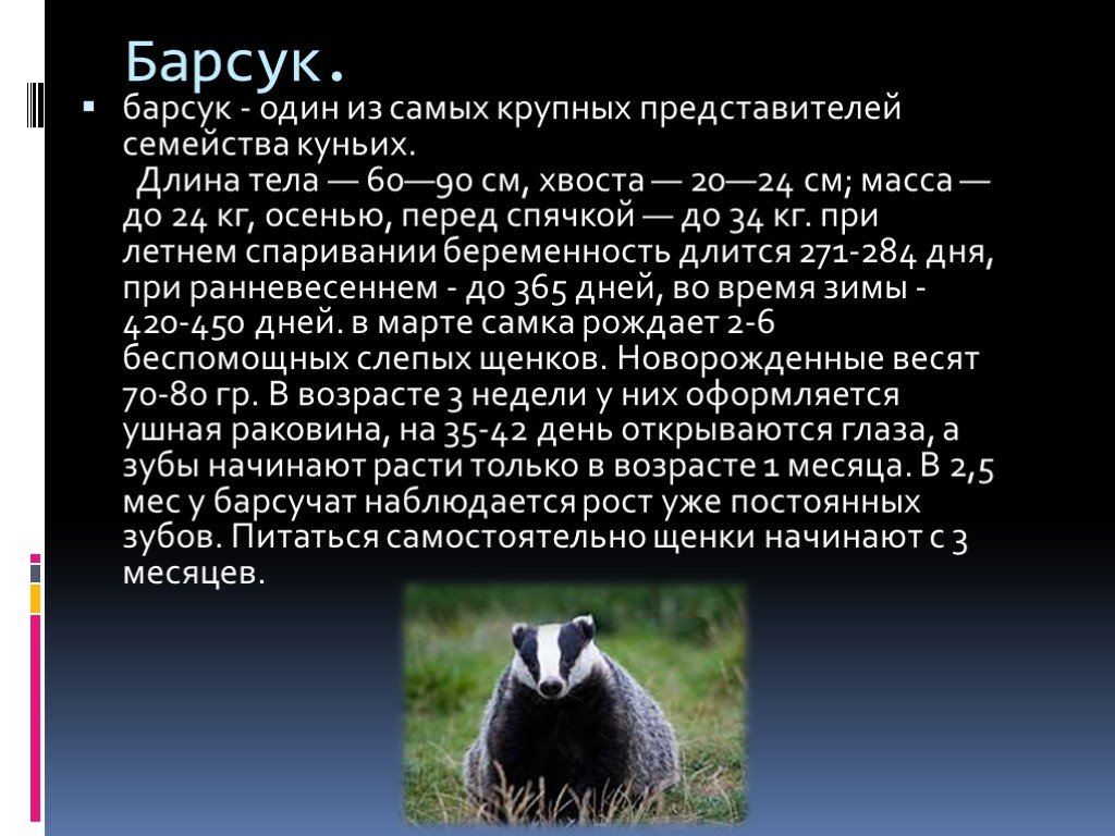 Барсук класс. Барсук вес. Самый крупный барсук. Вес барсука взрослого. Самый большой вес барсука.