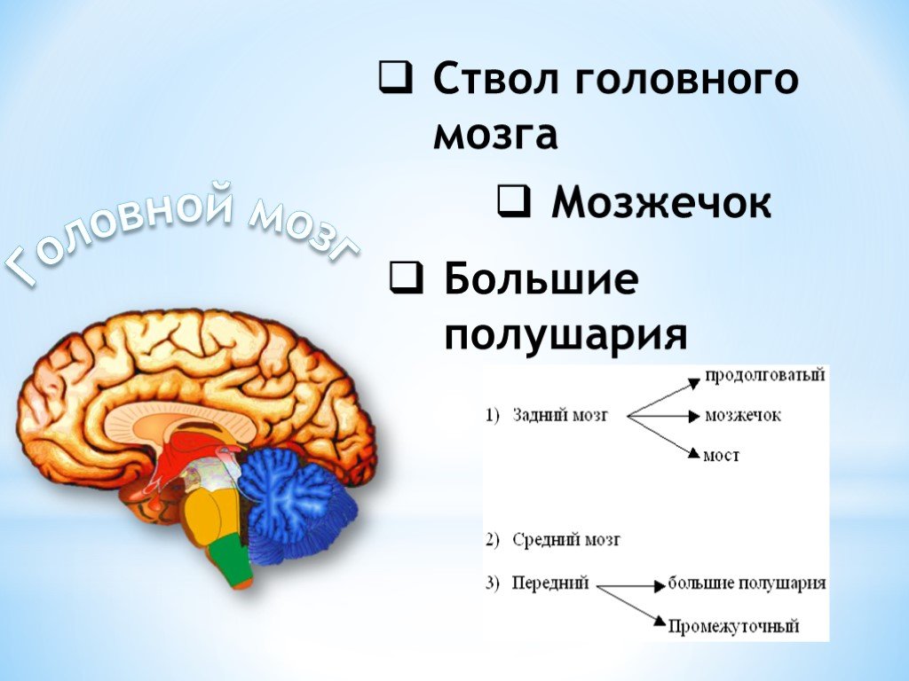 Структуры головного мозга презентация