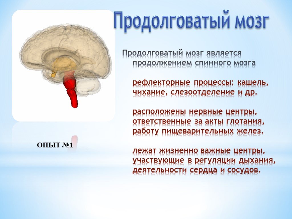 Отдел мозга содержащий центр кашлевого рефлекса. Что находится в продолговатом мозге. Центры продолговатого мозга. В продолговатом мозге расположены центры. Продолговатый мозг центры регуляции.