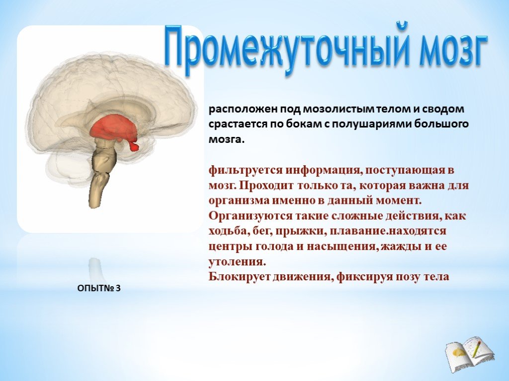 Средний и промежуточный мозг строение. Промежуточный мозг строение и функции. Головной мозг промежуточный мозг строение и функции. Функции промежуточного мозга головного мозга. Промежуточный мозг строение расположение.