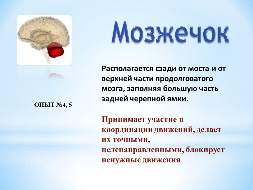 Мозг 9 класс. Функции мозжечка в головном мозге кратко. Функции мозжечка головного мозга таблица. Мозжечок функции кратко биология. Новый мозжечок функции.