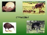 Систематические и экологические группы птиц Слайд: 4