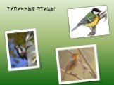 Систематические и экологические группы птиц Слайд: 6