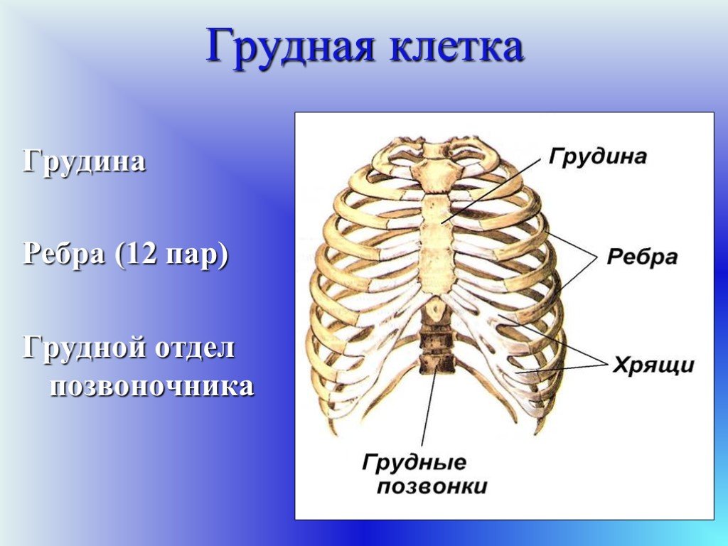 Строение скелета грудного отдела. Анатомия человека кости ребра. Строение грудной клетки млекопитающих. Грудной отдел позвоночника с ребрами. Грудная клетка человека.