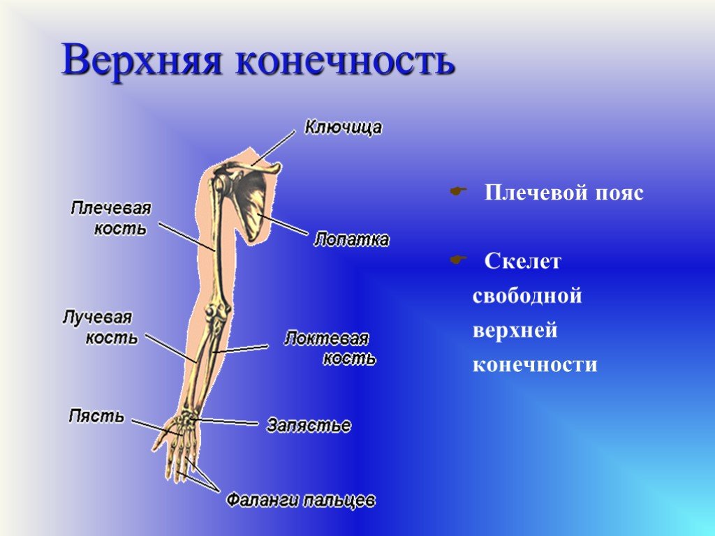 К скелету свободных конечностей относятся. Отделы и кости верхней конечности. Скелет свободной верхней конечности. Пояс верхних конечностей. Скелет верхней конечности свободная конечность.