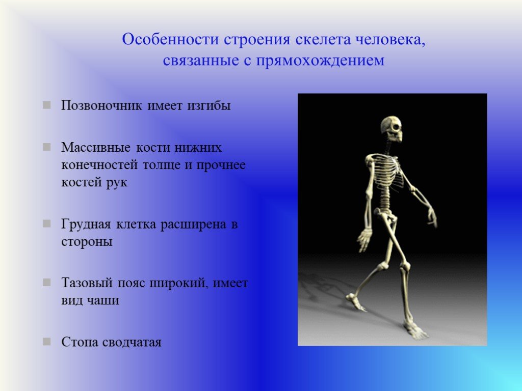 Один из признаков прямохождения современного человека. Особенности строения человека. Особенности скелета человека. Прямохождение скелет. Особенности строения скелета.