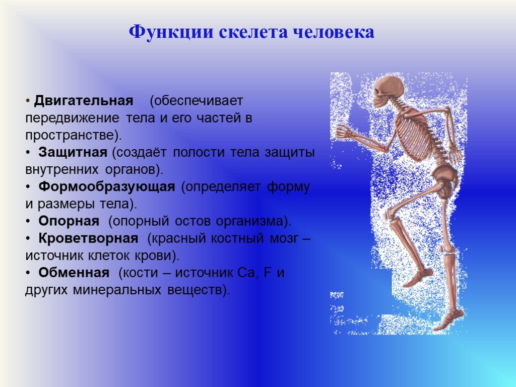 Значение скелета человека. Функции скелета. Функции скелета человека. Функции скелета у животных и человека. Какова роль скелета человека.