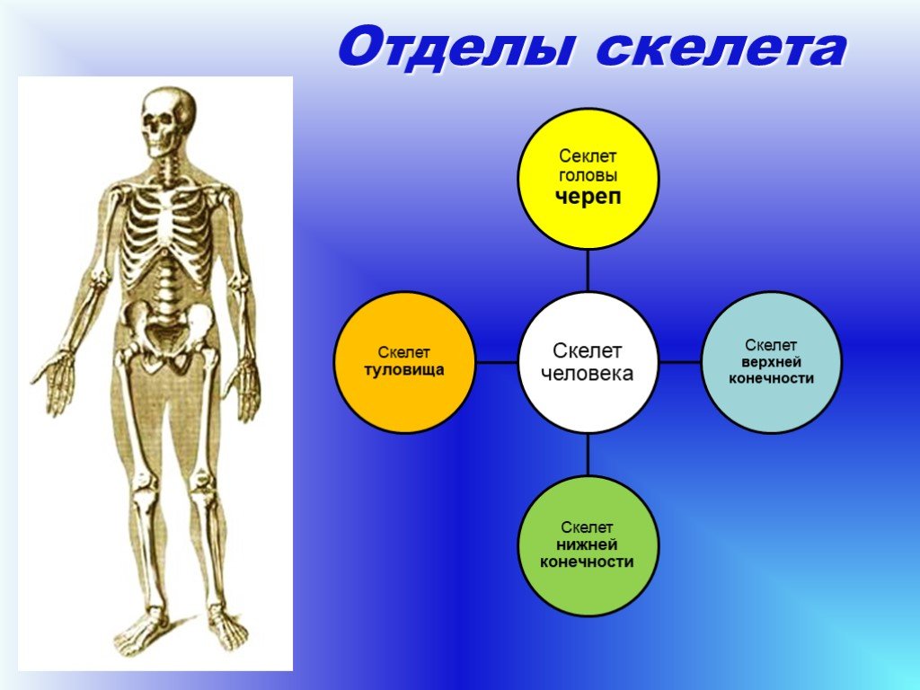 Три типа скелета. Скелет человека. Скелет человека состоит из. Скелет состоит из отделов. Основные отделы скелета человека.