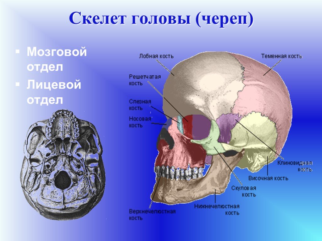 Головной отдел скелета. Кости мозгового отдела черепа человека анатомия. Скелет головы лицевой отдел мозговой отдел. Скелет головы череп состоит из мозгового и лицевого отделов. Скелет головы лицевой отдел кости.