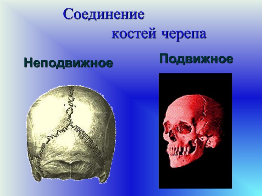 Подвижное соединение в черепе. Соединение костей черепа. Подвижное соединение костей черепа. Соединение кости черепа. Подвижное соединение в черепе кости.
