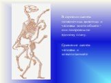 В строении скелета позвоночных животных и человека много общего - они построены по единому плану. Сравнение скелета человека и млекопитающего.