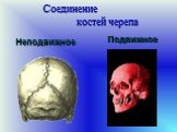 Соединение костей черепа. Неподвижное Подвижное