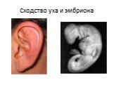 Сходство уха и эмбриона