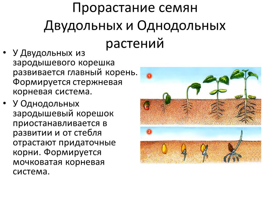 Определите последовательность развития растения. Прорастание семени двудольного растения. Прорастание семян однодольных растений. Характеристики корня однодольного. Фаза развития однодольного растения из семени.