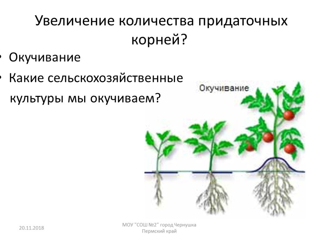 Какой метод позволил ученым установить эффективность. Окучивание корня. Окучивание культурных растений. Окучивание это в биологии.
