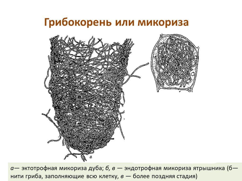 Корневая микориза. Грибница микориза. Эктотрофная микориза. Эктотрофная микориза дуба. Микориза строение.