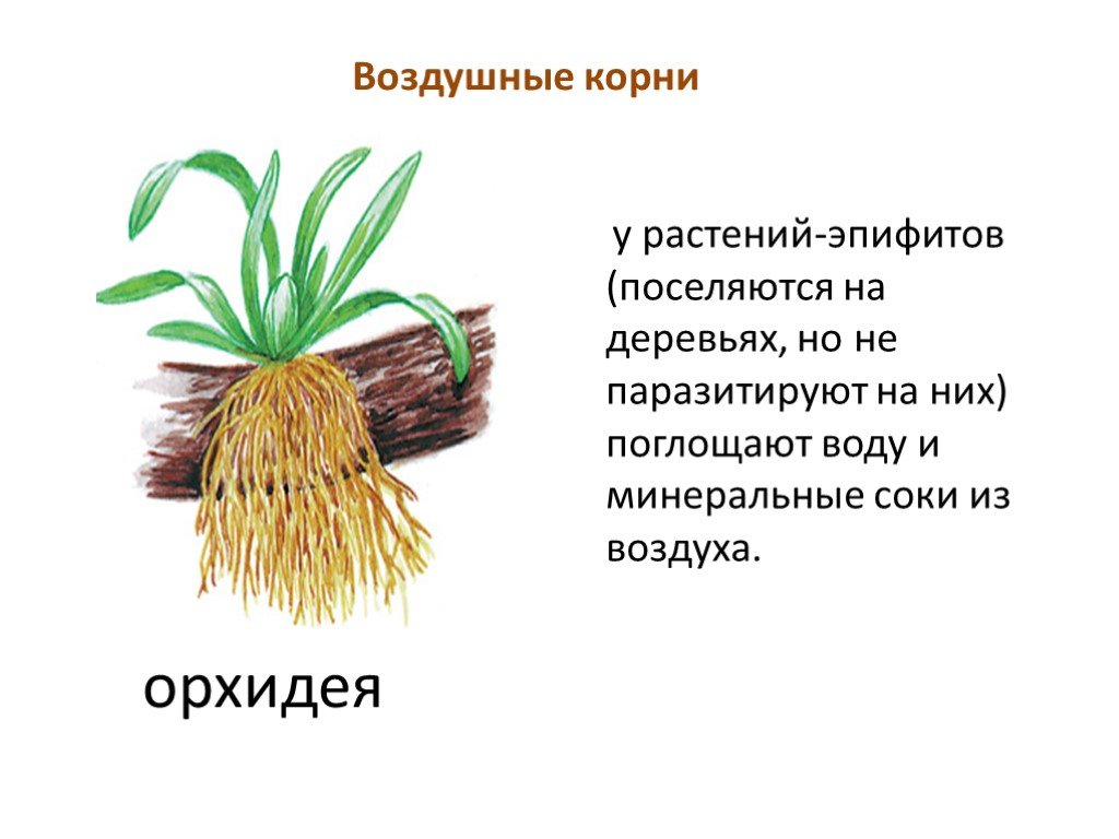 У каких растений есть корень. Воздушные корни эпифитных растений. Воздушные корни примеры растений.