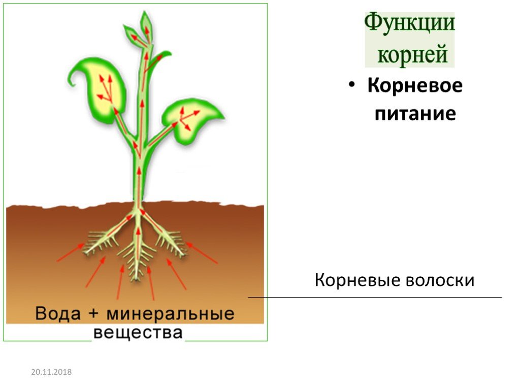 Функция корня стебля. Корневое питание растений схема. Питание растений через корень. Минеральное и Корневое питание растений. Капиллярный эффект в растениях.