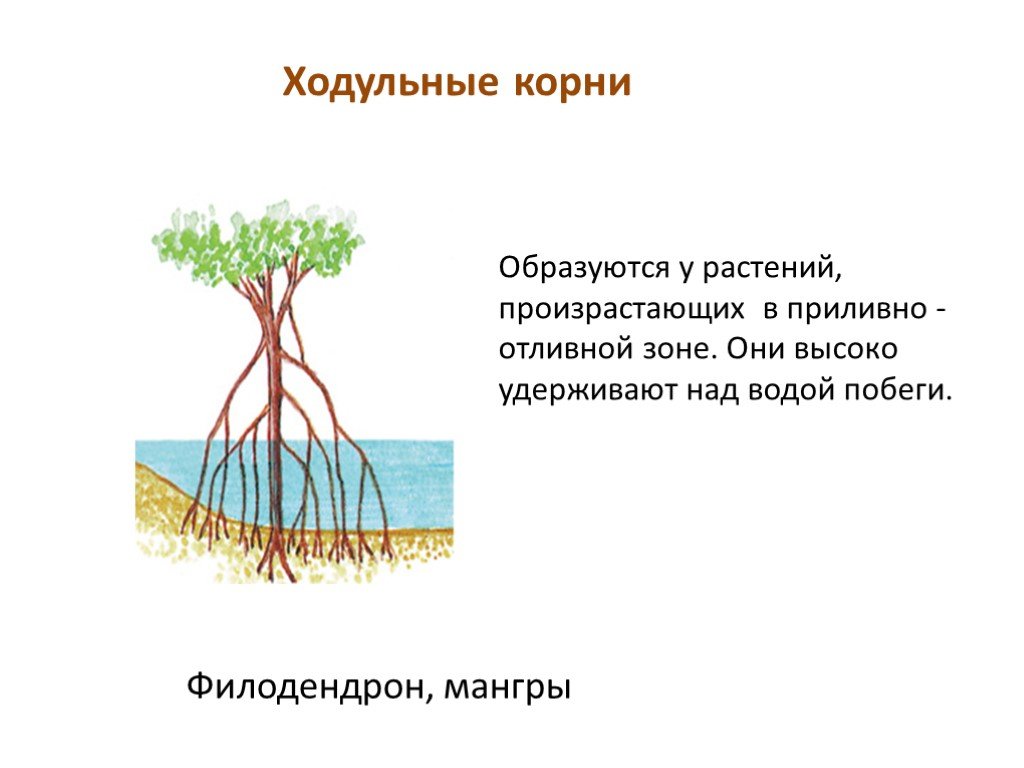 Образовали какой корень