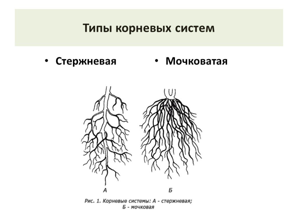 Какие существуют корни. Стержневая и мочковатая корневая система. Схема стержневой и мочковатой корневых систем. Типы корневых систем стержневая и мочковатая. Типы корневых систем рисунок.