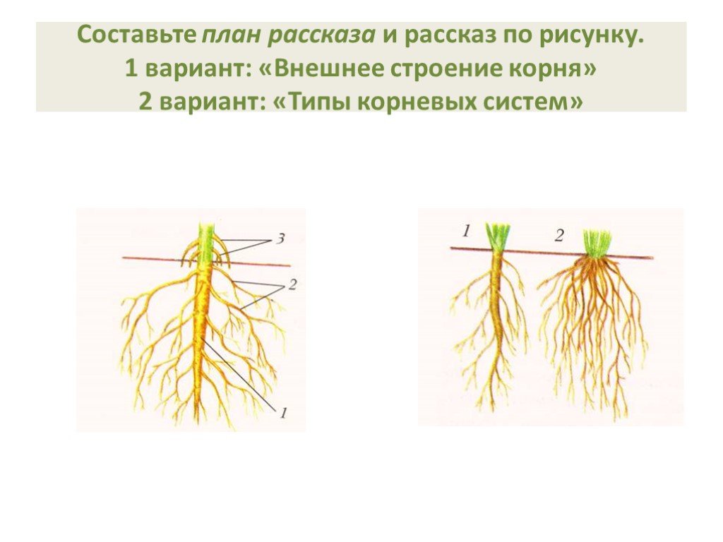 Пояснение корень. Внешнее строение корня типы корневых систем. Строение корня (внутреннее, внешнее) типы корневых систем. Наружное строение корня. Строение корня растения.