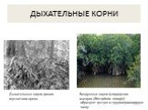 ДЫХАТЕЛЬНЫЕ КОРНИ. Дыхательные корни дикого мускатного ореха. Воздушные корни флоридских мангров (Rhizophora mangle) образуют густую и труднопроходимую чащу