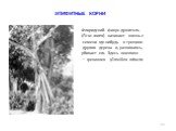 ЭПИФИТНЫЕ КОРНИ. Флоридский фикус-душитель (Ficus aurea) начинает жизнь с семени где-нибудь в трещине другого дерева и, развиваясь, убивает его. Здесь «хозяин» — гревиллея (Grevillea robusta