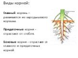 Виды корней: Главный корень – развивается из зародышевого корешка. Придаточные корни - отрастают от стебля. Боковые корни - отрастают от главного и придаточных корней