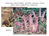 У некоторых паразитических растений (заразиха, петров крест) корни превратились в присоски. Заразиха Петров крест