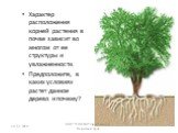 Характер расположения корней растения в почве зависит во многом от ее структуры и увлажненности. Предположите, в каких условиях растет данное дерево и почему?