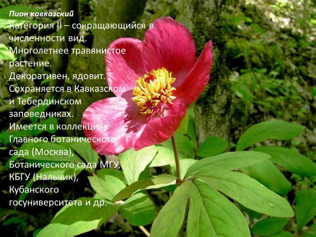Какие растения называются редкими. Краснокнижные растения России пион. Пион видовой кавказский. Пион Биберштейна. Пион краснокнижный Краснодарского края.