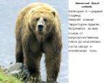 Кавказский бурый медведь Категория III – редкий подвид. Населяет южные территории Адыгеи. Встречается во всех поясах от широколиственных лесов до альпийских лугов, заходя и в нивальную зону.