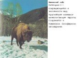 Кавказский зубр Категория II – сокращающийся в численности вид. Крупнейшее наземное млекопитающее Европы. Сохраняется в Кавказском биосферном заповеднике.