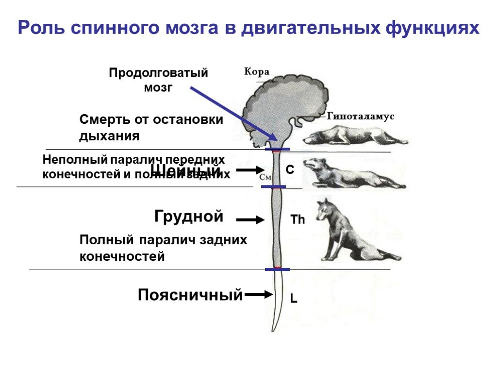 Перерезки спинного мозга. Физиологическая роль спинного мозга. Спинальные животные физиология. Роль продолговатого мозга в двигательных функциях. Спинальное животное физиология это.