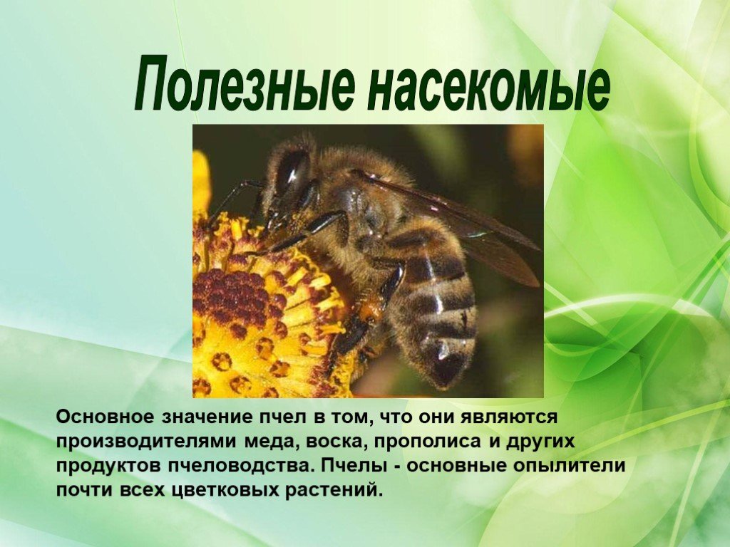 Презентация про пчел