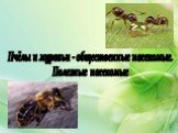 Класс пчелы и муравьи Слайд: 6