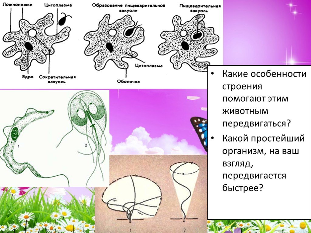 Ложноножки. Простейшие образуют ложноножки. Образует псевдоподии. Особенности строения простейший. Особенности ложноножек.