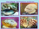 Многообразие двустворчатых моллюсков. Жемчужница даурская. Хламис обросший. Лиропектен узловатый. Клинокардий Волосатый