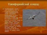 Калифорнийский кондор. Калифорнийский кондор — очень редкий вид птиц из семейства американских грифов. Калифорнийский кондор некогда был распространен по всему североамериканскому континенту. В 1987 году, когда был изловлен последний живущий на свободе кондор, их общее число составляло 27 особей. Од