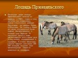 Лошадь Пржевальского. Последние дикие лошади Пржевальского исчезли из природы в 1960-х годах, к тому времени они сохранялись только в пустынных районах Джунгарии - на границе Китая и Монголии. Но тысячу и более лет назад эти животные были широко распространены в степной зоне Евразии. В настоящее вре