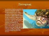 Логгерхед. Вид морских черепах, единственный представитель рода логгерхедов, или головастых морских черепах. Распространен этот вид в водах Атлантического, Тихого и Индийского океанов, в Средиземном море. В Российских водах логгерхеда можно встретить на Дальнем Востоке (залив Петра Великого) и в Бар