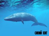 сейвал финвал синий кит