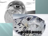 тюлень росса морской леопард
