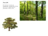 Леса ЦЧЗ. В.В. Алехин и его ученики рассматривали заповедные леса как молодой тип растительности, возникший на месте степи