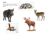 Фауна. обитает 46 видов млекопитающих, обычны кабан, косуля, лось, лисица, барсук