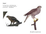 На территории участка Баркаловка относительно регулярно гнездится редкий вид – орёл-карлик. Ястреб-тетеревятник