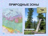 ПРИРОДНЫЕ ЗОНЫ. III место по запасам древесины (ель, кедр, пихта) Лесные ресурсы сосредоточены в Томской, Тюменской областях, Республике Алтай. ?