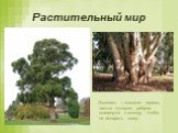 Эвкалипт – высокое дерево, листья которого ребром повернуты к солнцу, чтобы не испарять влагу.