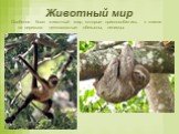Животный мир. Особенно богат животный мир, которые приспособились к жизни на деревьях: цепкохвостые обезьяны, ленивцы.