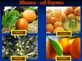 Абрикосы Апельсины Маслины Мандарины